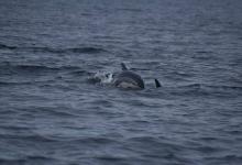 Dauphin à flancs blancs Dauphin à flancs blancs