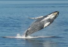 Saut baleine à bosse Saut baleine à bosse