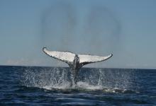 Baleine à bosse Baleine à bosse