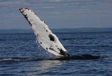 Baleine à bosse Baleine à bosse