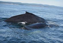 Baleine à bosse Baleine à bosse