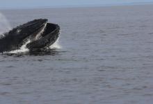 Baleine à bosse Baleine à bosse