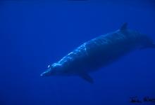 Baleine à bec de Blainville Baleine à bec de Blainville