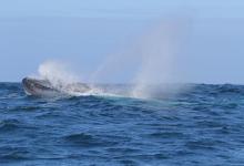 Baleine bleue Baleine bleue