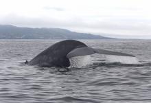 Baleine bleue Baleine bleue