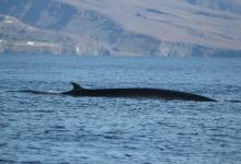 Rorqual de Bryde Rorqual de Bryde