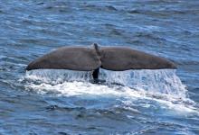 Caudale cachalot Caudale cachalot