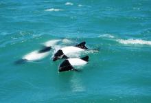 Dauphin de Commerson nageant au large de la péninsule de Valdès.