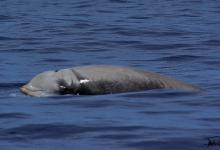 Baleine à bec de Cuvier Baleine à bec de Cuvier