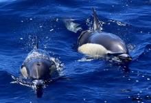 Dauphin commun Dauphin commun