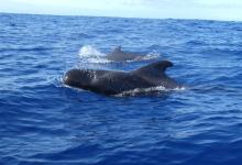 Globicéphale tropical Globicéphale tropical