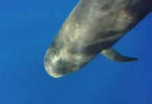 Globicéphale tropical Globicéphale tropical