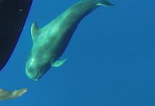 Globicéphale tropical Globicéphale tropical