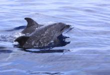 Grand dauphin Grand dauphin