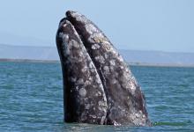 Baleine grise Baleine grise