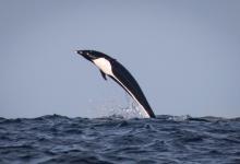 Dauphin aptère boréal à Monterey Dauphin aptère boréal à Monterey
