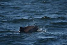 Marsouin commun Marsouin commun