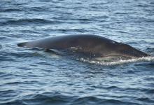 Petit rorqual Petit rorqual