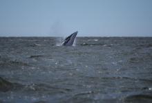 Petit rorqual breaching Petit rorqual breaching