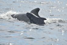 Globicéphale Globicéphale