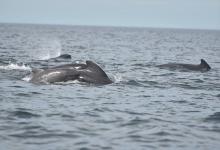 Globicéphale Globicéphale