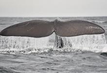 Baleine franche Baleine franche