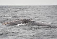 Baleine franche Baleine franche