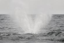 Souffle baleine franche Souffle baleine franche