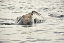Baleine franche Baleine franche