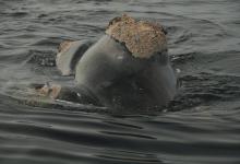 Vibrisses baleine franche Vibrisses baleine franche