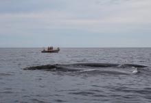 Interaction baleines franches Interaction baleines franches