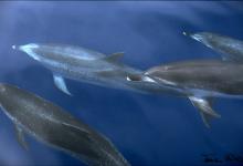 Dauphin tacheté Dauphin tacheté