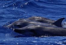 Dauphin sténo Dauphin sténo