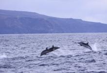 Dauphin bleu et blanc Dauphin bleu et blanc