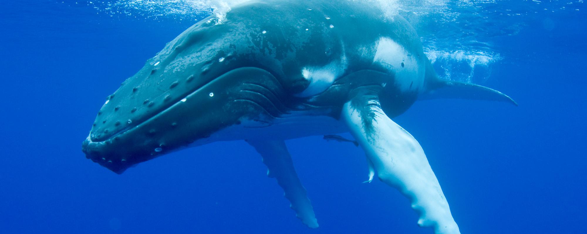 Baleine à bosse Baleine à bosse