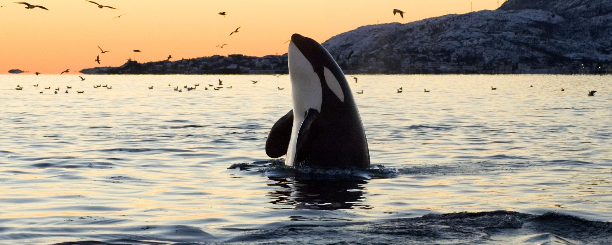 Orque à Vancouver Orque à Vancouver