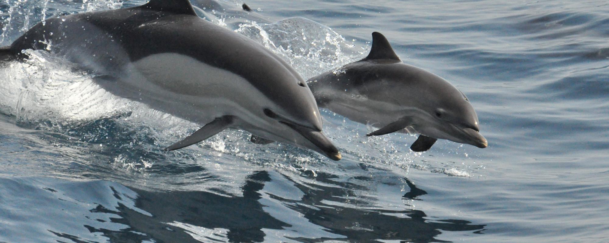 Dauphin commun Dauphin commun