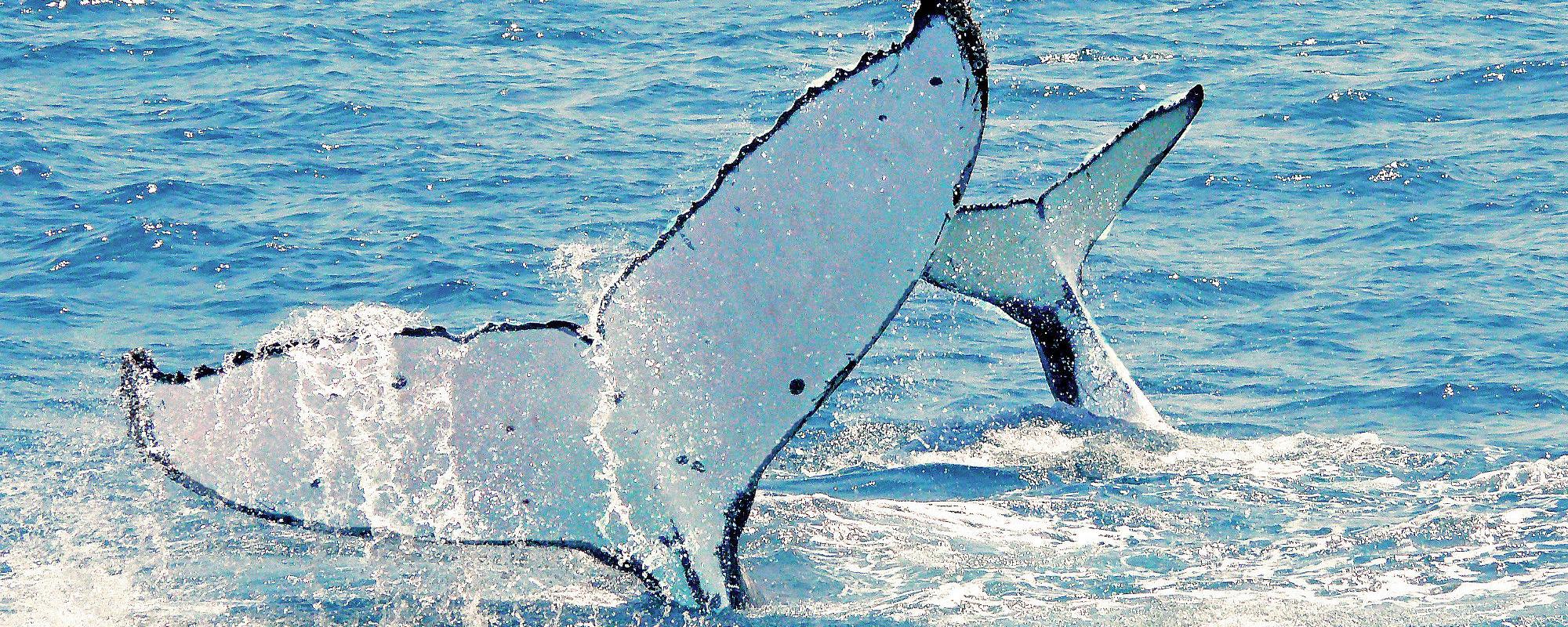 Photo identification Photo identification