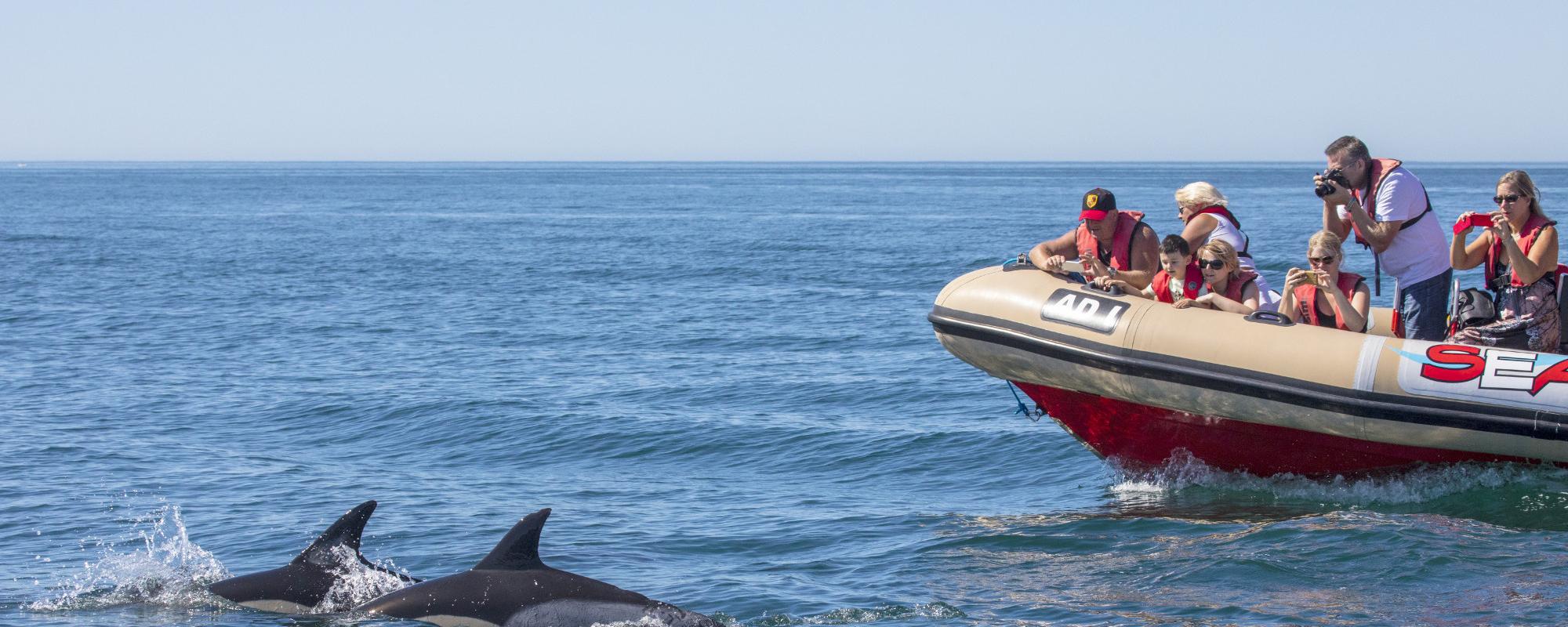 Observation Observation